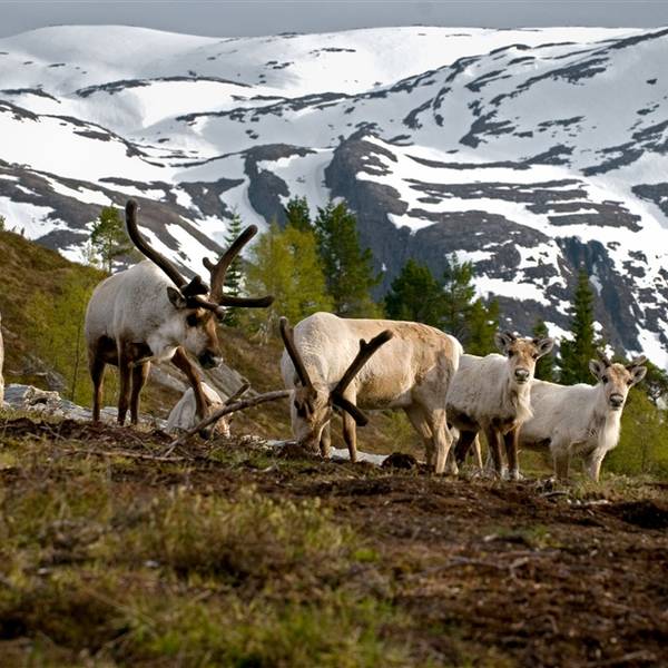 Natur in Norwegen – Flora & Fauna Natur Norwegen