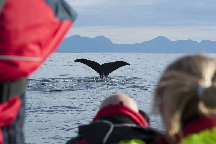 Wale beobachten Norwegen